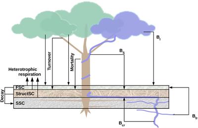 Lianas Significantly Reduce Aboveground and Belowground Carbon Storage: A Virtual Removal Experiment